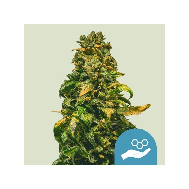 Solomatic CBD Auto semi cannabis Royal Queen Seeds