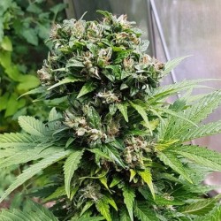 Solomatic CBD Auto semi cannabis Royal Queen Seeds