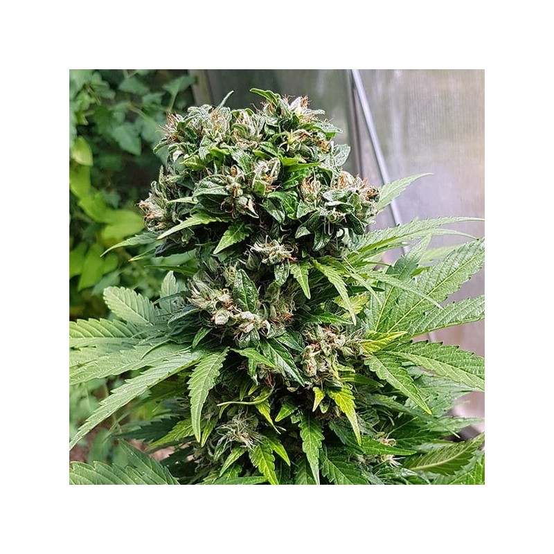 Solomatic CBD Auto semi cannabis Royal Queen Seeds