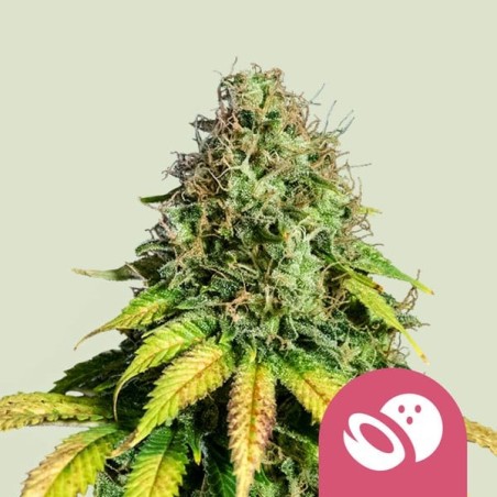 Somango XL semi cannabis Royal Queen Seeds