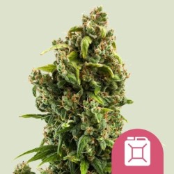 Sour Diesel semi cannabis Royal Queen Seeds