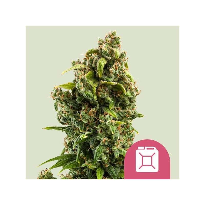 Sour Diesel semi cannabis Royal Queen Seeds