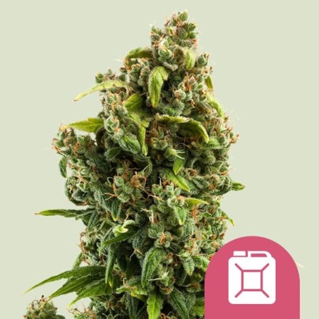 Sour Diesel semi cannabis Royal Queen Seeds
