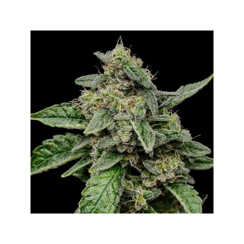 Sour Diesel semi cannabis Royal Queen Seeds