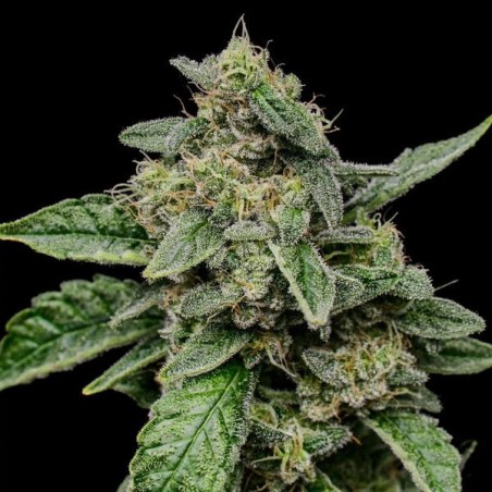 Sour Diesel semi cannabis Royal Queen Seeds