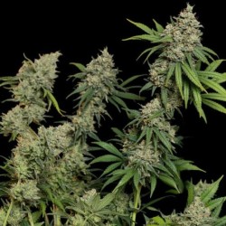 Sour Diesel semi cannabis Royal Queen Seeds