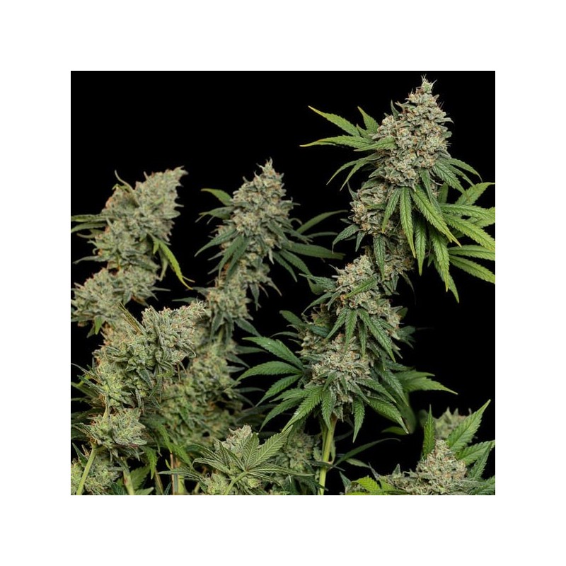 Sour Diesel semi cannabis Royal Queen Seeds