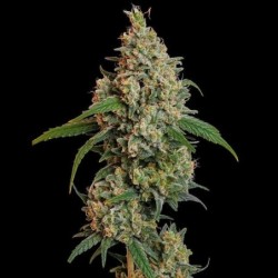 Sour Diesel semi cannabis Royal Queen Seeds