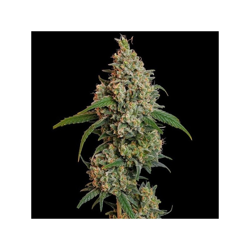 Sour Diesel semi cannabis Royal Queen Seeds