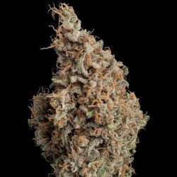 Sour Diesel semi cannabis Royal Queen Seeds