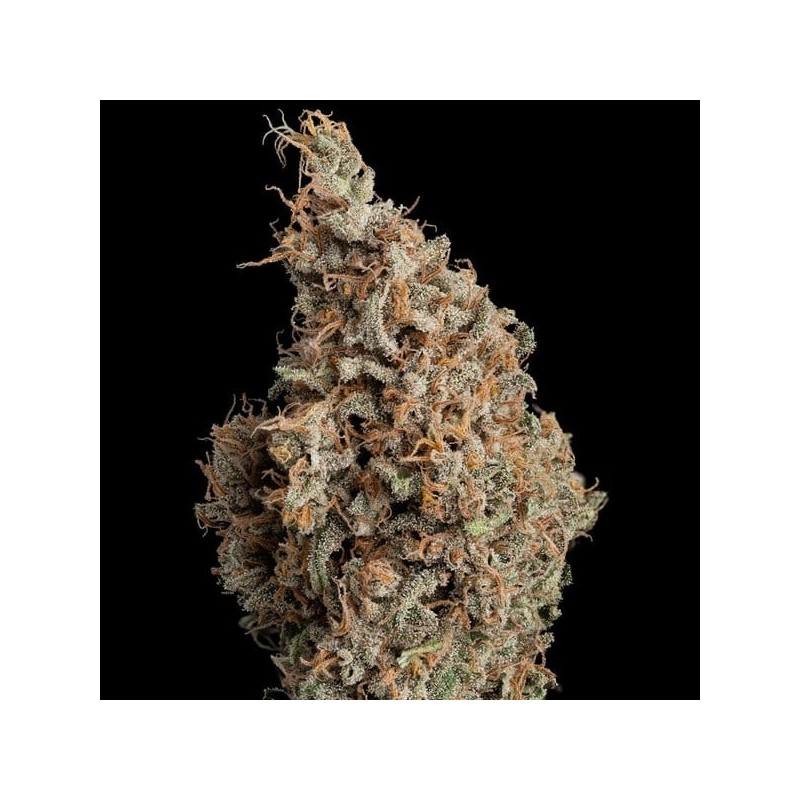 Sour Diesel semi cannabis Royal Queen Seeds