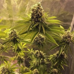 Sour Diesel semi cannabis Royal Queen Seeds