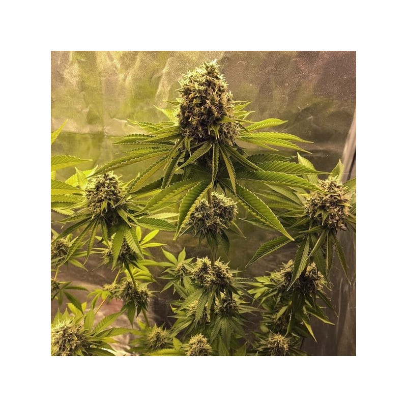 Sour Diesel semi cannabis Royal Queen Seeds