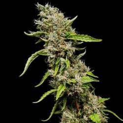Sour Diesel semi cannabis Royal Queen Seeds