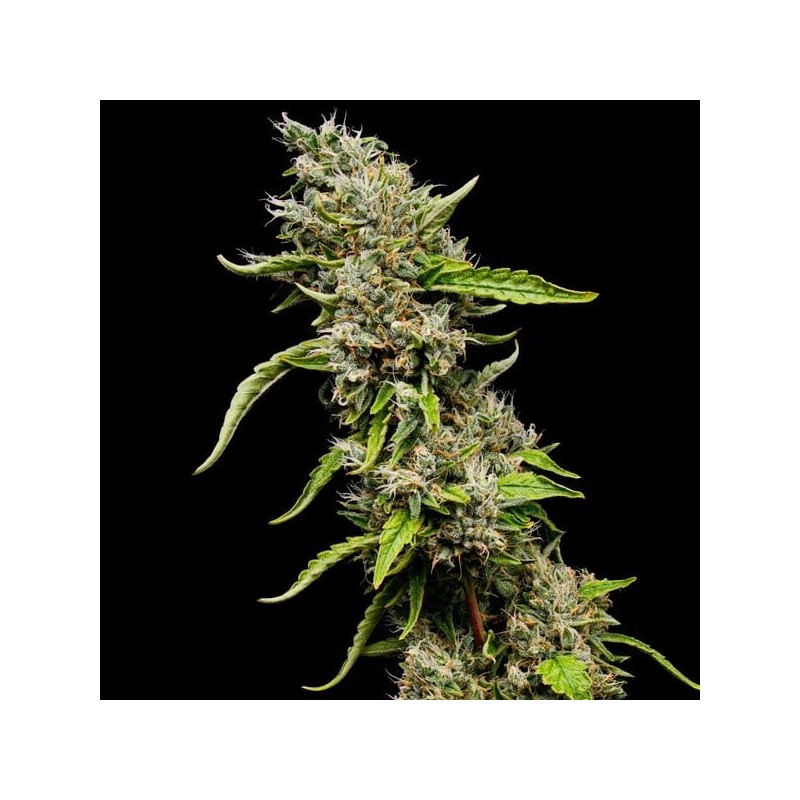 Sour Diesel semi cannabis Royal Queen Seeds