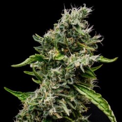 Sour Diesel semi cannabis Royal Queen Seeds