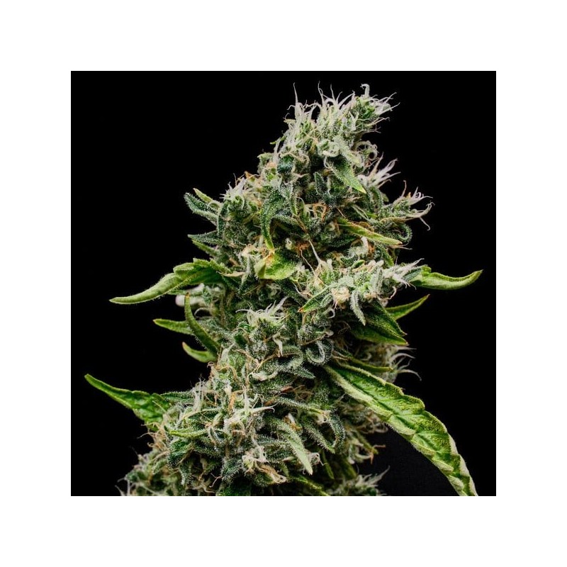Sour Diesel semi cannabis Royal Queen Seeds