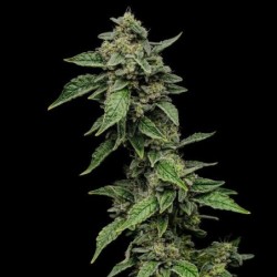 Sour Diesel semi cannabis Royal Queen Seeds