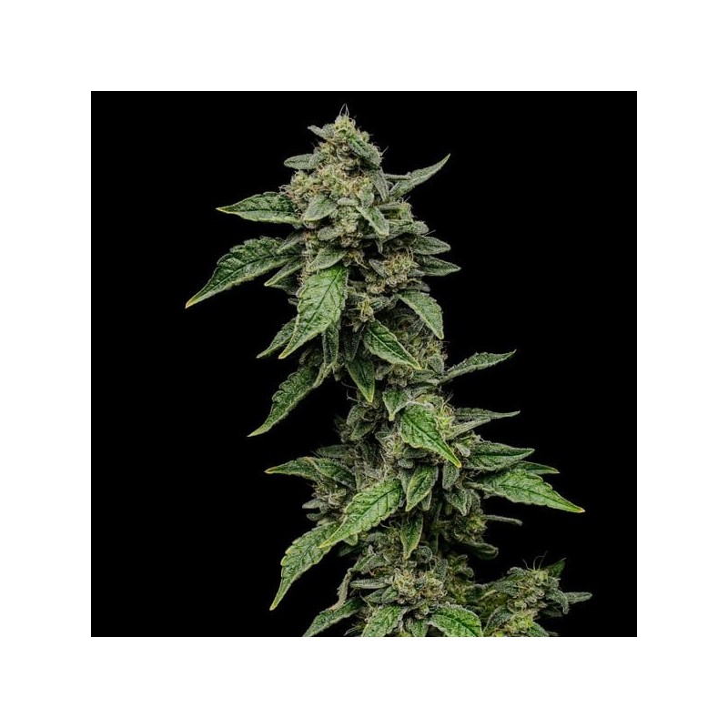 Sour Diesel semi cannabis Royal Queen Seeds