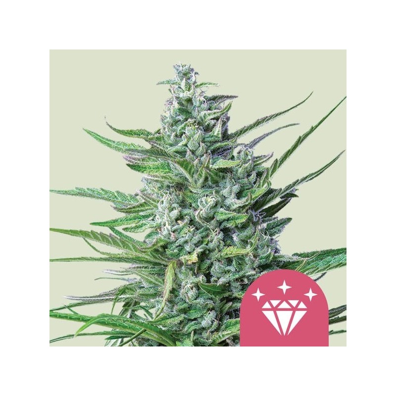 Special Kush  numero 1 semi cannabis Royal Queen Seeds