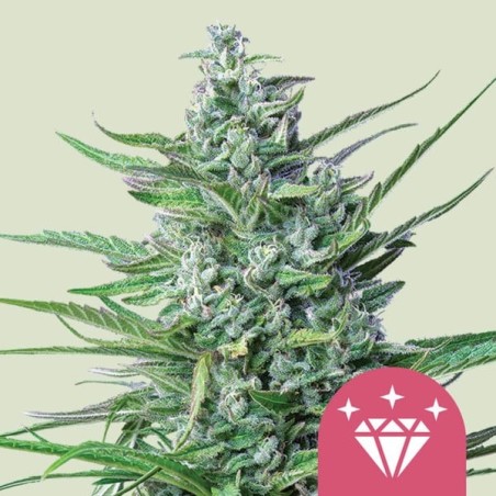 Special Kush  numero 1 semi cannabis Royal Queen Seeds