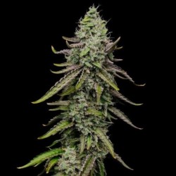 Special Kush  numero 1 semi cannabis Royal Queen Seeds