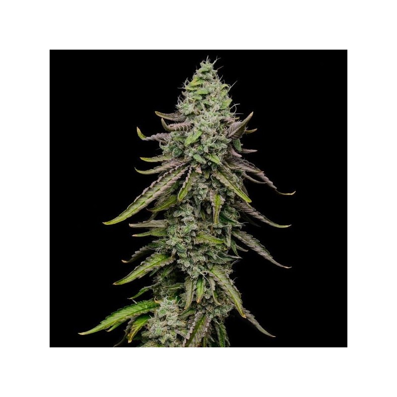 Special Kush  numero 1 semi cannabis Royal Queen Seeds