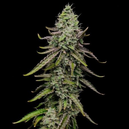 Special Kush  numero 1 semi cannabis Royal Queen Seeds