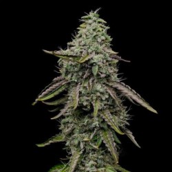 Special Kush  numero 1 semi cannabis Royal Queen Seeds
