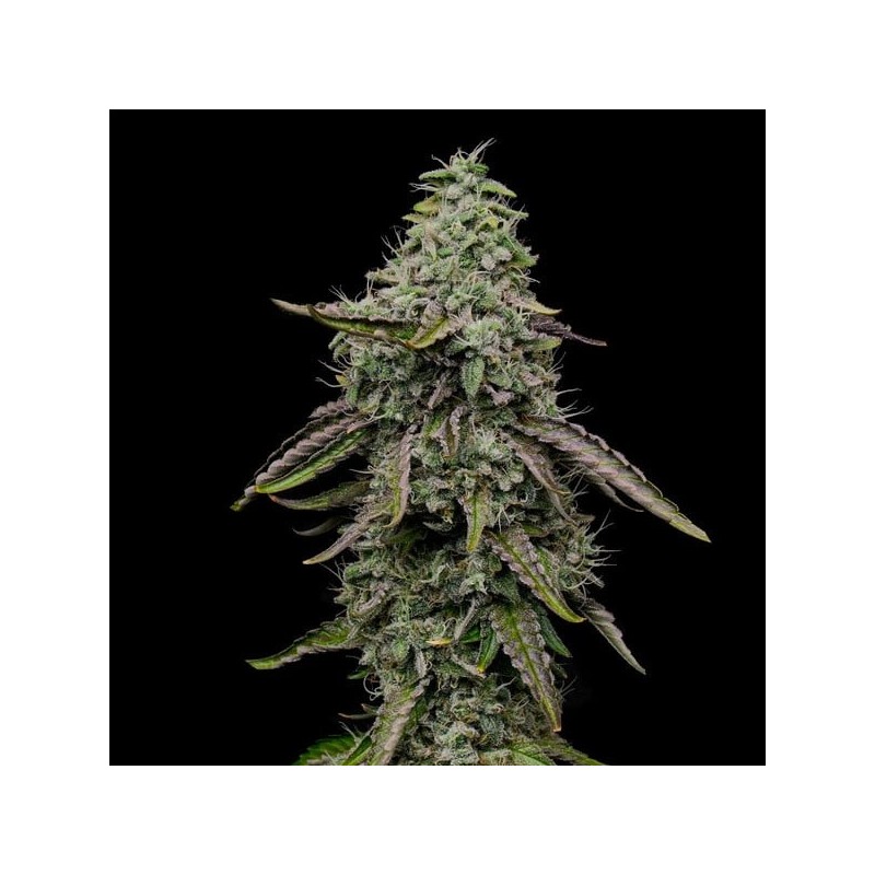 Special Kush  numero 1 semi cannabis Royal Queen Seeds