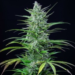 Special Kush  numero 1 semi cannabis Royal Queen Seeds