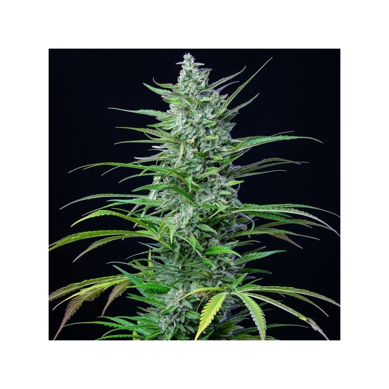 Special Kush  numero 1 semi cannabis Royal Queen Seeds