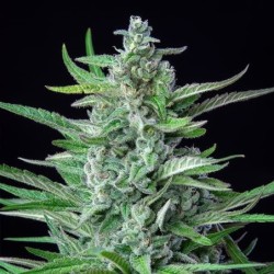 Special Kush  numero 1 semi cannabis Royal Queen Seeds