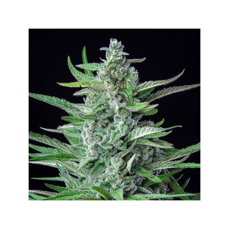 Special Kush  numero 1 semi cannabis Royal Queen Seeds