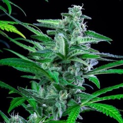 Special Kush  numero 1 semi cannabis Royal Queen Seeds