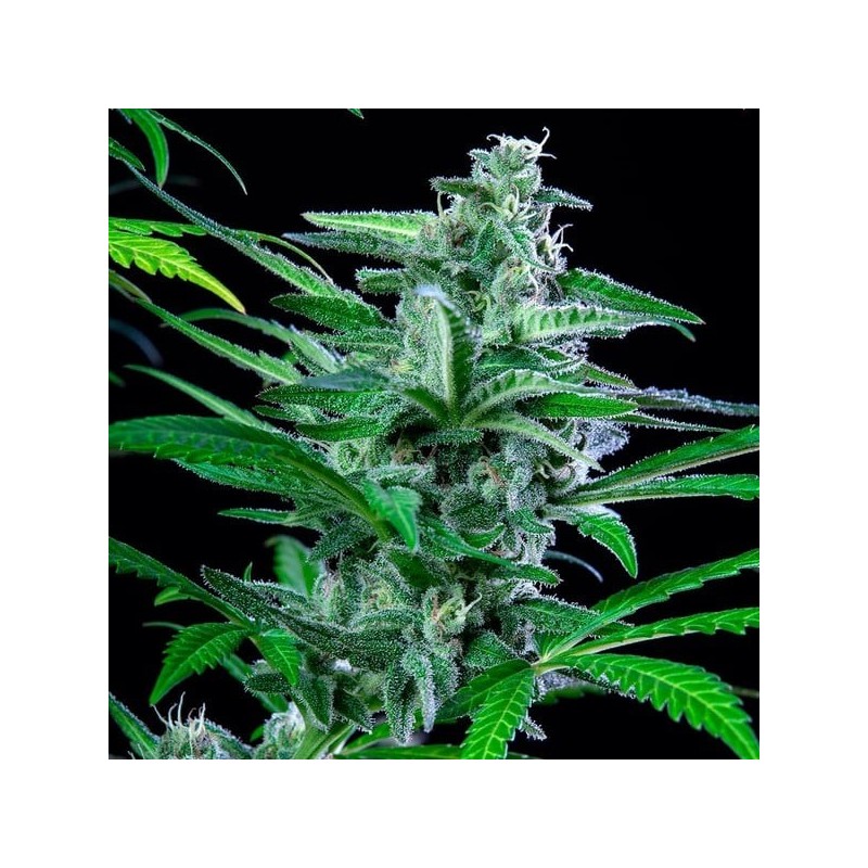 Special Kush  numero 1 semi cannabis Royal Queen Seeds