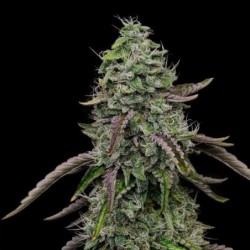 Special Kush  numero 1 semi cannabis Royal Queen Seeds