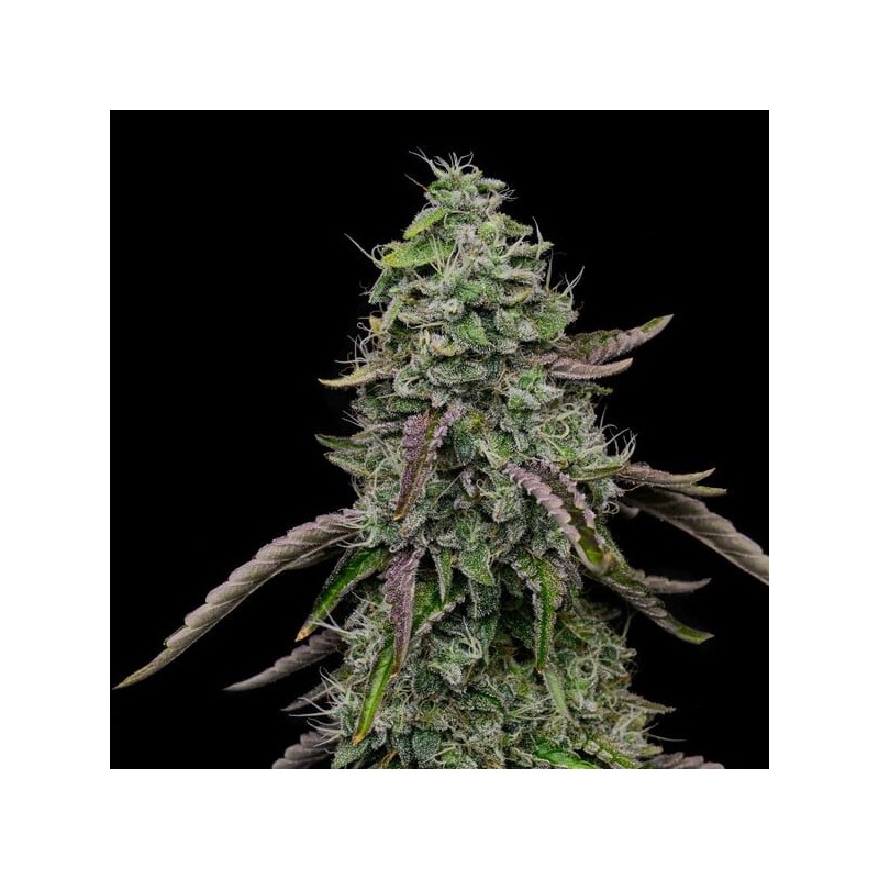 Special Kush  numero 1 semi cannabis Royal Queen Seeds