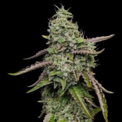 Special Kush  numero 1 semi cannabis Royal Queen Seeds