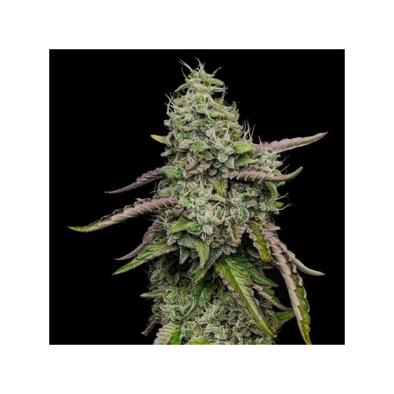 Special Kush  numero 1 semi cannabis Royal Queen Seeds