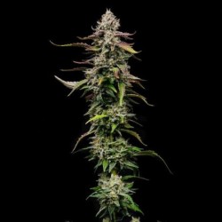 Special Kush  numero 1 semi cannabis Royal Queen Seeds