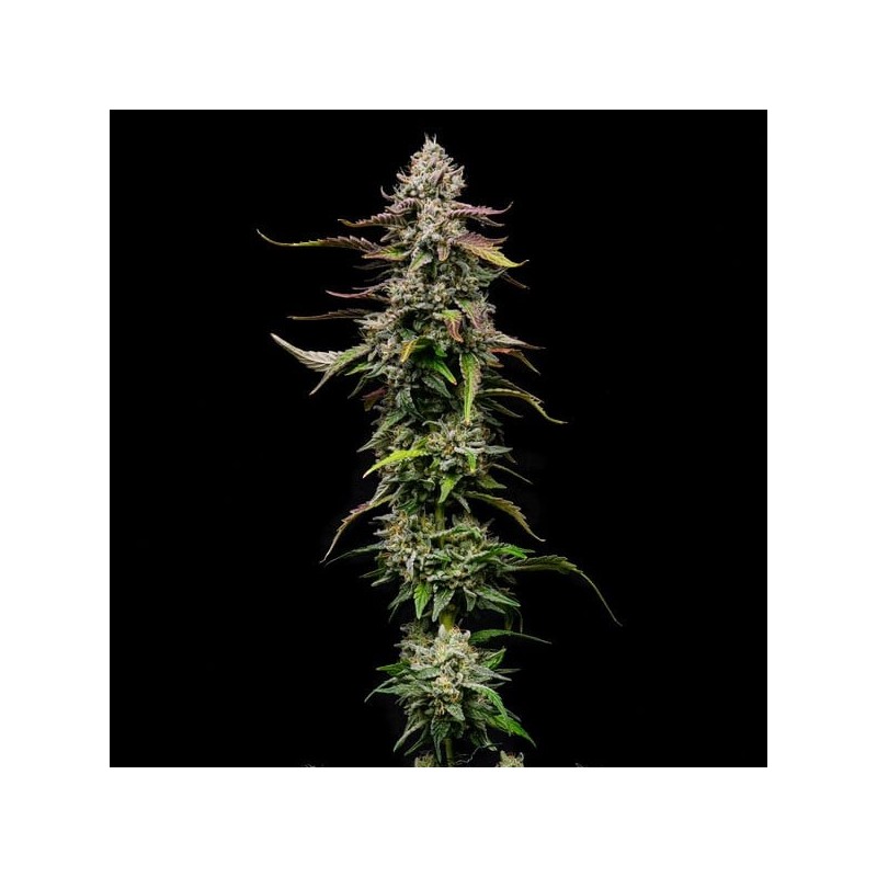 Special Kush  numero 1 semi cannabis Royal Queen Seeds