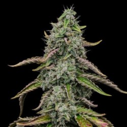 Special Kush  numero 1 semi cannabis Royal Queen Seeds