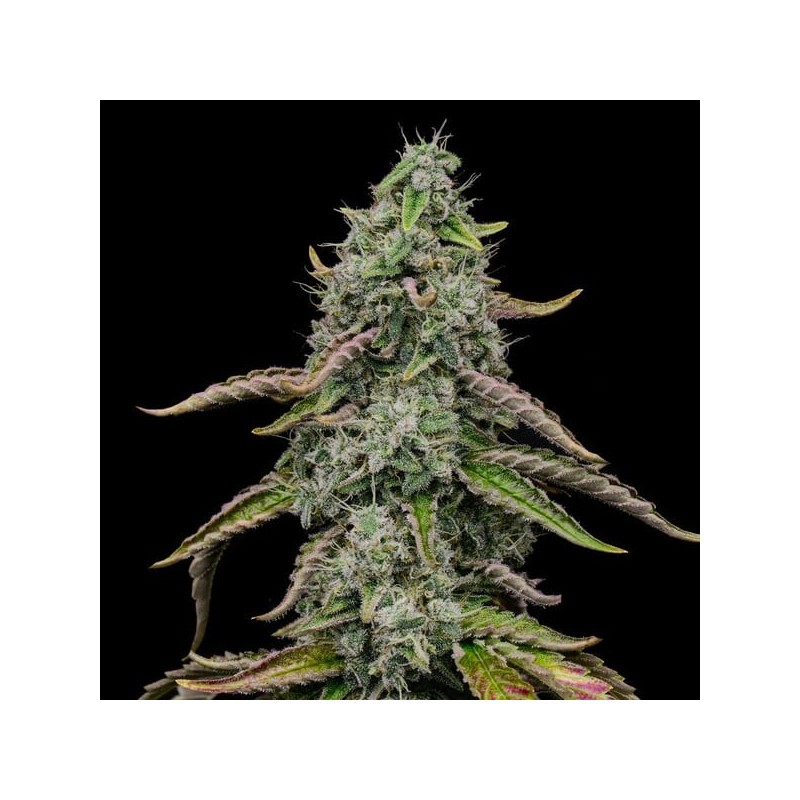Special Kush  numero 1 semi cannabis Royal Queen Seeds
