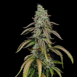 Special Kush  numero 1 semi cannabis Royal Queen Seeds