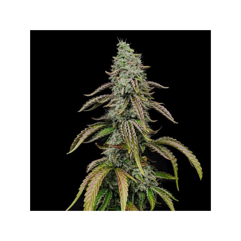 Special Kush  numero 1 semi cannabis Royal Queen Seeds