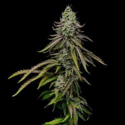 Special Kush  numero 1 semi cannabis Royal Queen Seeds