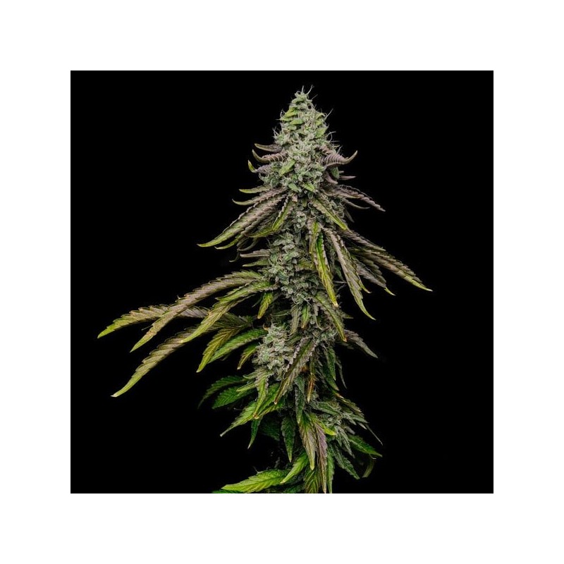 Special Kush  numero 1 semi cannabis Royal Queen Seeds