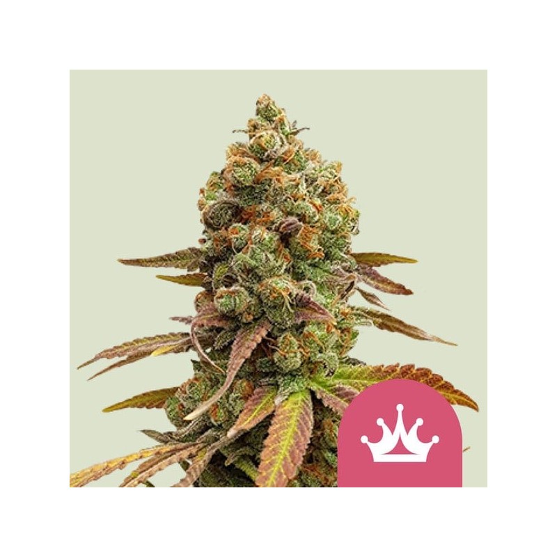 Special Queen  numero 1 semi cannabis Royal Queen Seeds