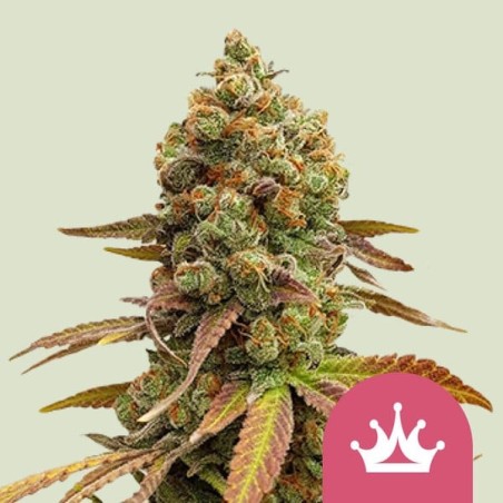 Special Queen  numero 1 semi cannabis Royal Queen Seeds